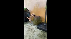 Two dogs take turns tumbling into a tank for bath time