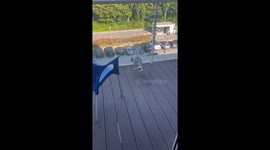 Seagull’s harrowing attempt to find an escape route from a balcony