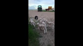 'World's best sheepdog' manages to stop lambs running away without moving