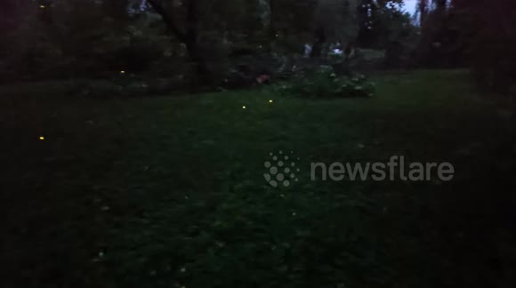Fireflies Make It Look Like Fairytale
