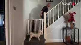 Cleaver dog escapes through stair railings to be with mom