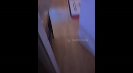 Cat in heat foils owner's jumpscare attempt