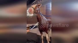 Canada: Toronto Police Mounted Unit Cools Horses with Water Hoses During Summer Patrols