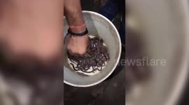 India: Over 150 cobras rescued from village house in 12-hour operation