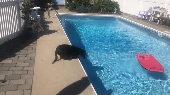 Clever rescue dog rides bodyboard to retrieve ball from pool without getting wet