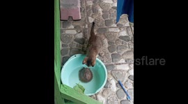 Pet cat very fascinated by family's adopted turtle in South Sulawesi Indonesia