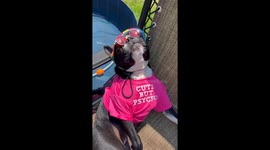 Dapper dog delivers daily check-in reminder