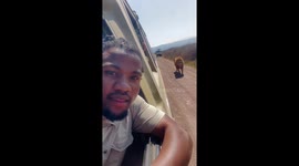 Close encounter: lion passes vehicle in Ngorongoro Conservation Area