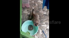 Pet cat very fascinated by family's adopted turtle in South Sulawesi Indonesia