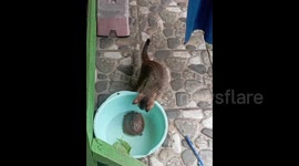 Pet cat very fascinated by family's adopted turtle in South Sulawesi Indonesia