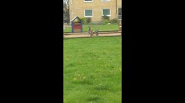 Hare attacks playground instrument in Kungälv