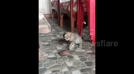 Pet cat very fascinated by family's adopted turtle in South Sulawesi Indonesia