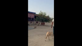Paralyzed dogs welcoming caregiver in heartwarming scene