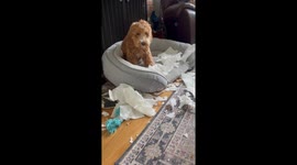 Dog's indifferent tail wagging after paper towel massacre