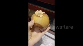 Mushrooms surprisingly sprout from forgotten apple