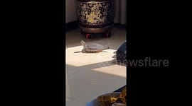 Hilarious moment 'yoga master' tortoise stretches limbs to enjoy sunbath
