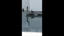 Seal lounges on the dock in Tacoma, Washington