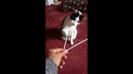 My cat playing with a tie wrap spinning his arm round in funny circles.