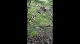 Three entangled snakes rescued from bushes in Beawar, Rajasthan