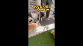 Instagram adventurer praises Bangkok's dog cafe for uplifting experience