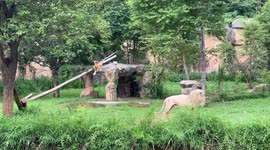 Psychic lion who wrongly predicted England would lose... now choose Spain to win final