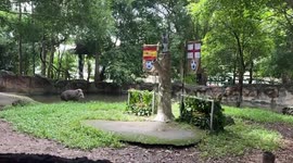 Zoo tapir predicts Spain will beat England in Euro 2024 final