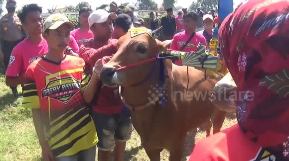 Unique tradition of cow racing in Indonesia, adrenaline pumping on a ...