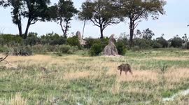 Lone leopard chases cheetah mum away from hard fought meal for her five kids