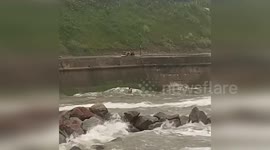 Man who leapt into sea to save dog needed rescuing by RNLI in Norfolk