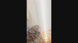 Unexpected canine encounter in Mount Maunganui store