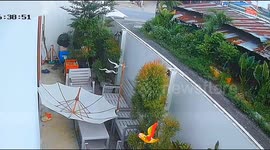 Cat walks on perimeter wall, topples outdoor umbrella in Sriracha, Thailand