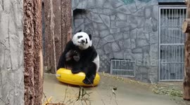 Russia: Panda Finds Acrobatic Way To Scratch Backside In Front Of Giggling Spectators