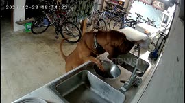 Clever dog learns how to turn on the taps - leaving owner with a big bill