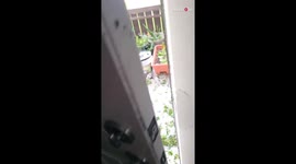 'We're Getting Wrecked!' - Chilling glimpse of uprooted tree during Hurricane Beryl