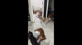 Rescued dogs sheltered from hurricane Beryl in Cancún