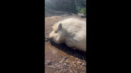 Pig Takes a Mud Bath