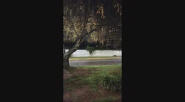 Sea lion startles jogger in Valdivia, Chile