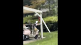 Cat steals pancake hanging on parked scooter in China