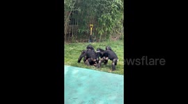 Chimpanzees at Beijing wildlife park wow visitors with impressive synchronised stroll