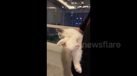 China: Adorable White Kitten Charms with Playful Antics