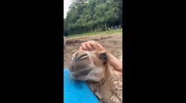 Camel calf loves nothing more than a good head scratch