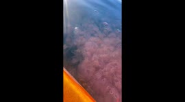 Jellyfish invasion startles TikToker in Lochgilphead