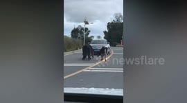 Moment yaks go head-to-head in traffic-stopping duel