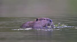 A North American Beaver Feeds on The Bark of a Branch