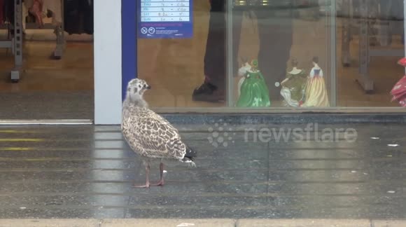 Lost young Seagull confused by it's own reflection in charity shop window in Ipswich high street