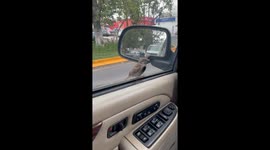 Bird 'checks on' driver by landing on window