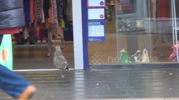 Young seagull goes shopping in Ipswich town centre