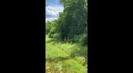 Two baby deer and a mama deer on a nature walk in Quechee, Vermont