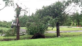 Severe Tree Damage in Madison County