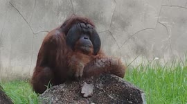 Moody Orangutan in Zoo Safari